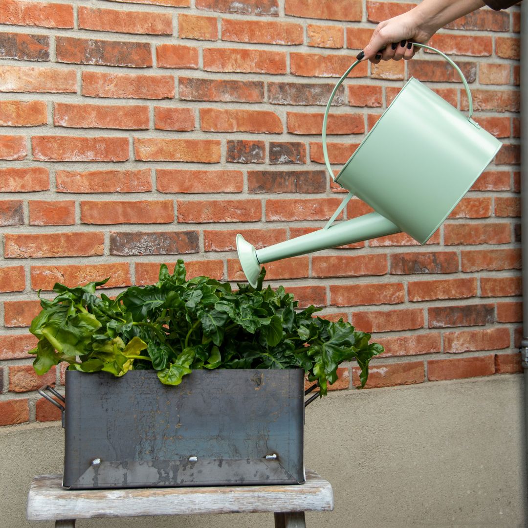 Zimní péče a zálivka